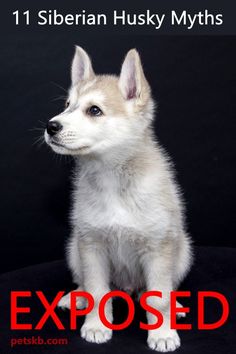 a small white dog sitting on top of a black background with the words exposed below it