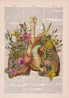 the human body is made up of flowers and plants on an old book page with text