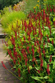 red flowers are growing in the garden next to green plants and shrubs, along side a brick path