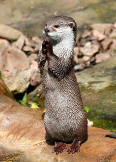 an otter is standing on its hind legs and holding something in it's paws