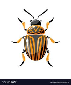 an orange and black beetle on a white background