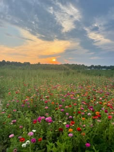 a field full of flowers with the sun setting in the background