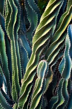 many green cactus plants with long thin leaves