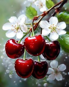 some cherries are hanging from a branch with white flowers in the background and water droplets on them