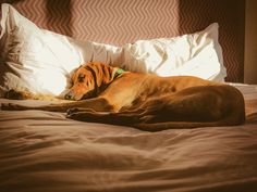 a brown dog laying on top of a bed next to pillows