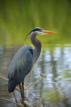 a large bird standing on top of a tree branch