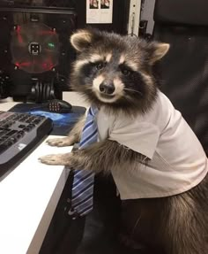 a raccoon wearing a shirt and tie sitting in front of a computer desk