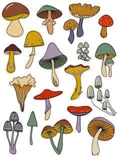 a bunch of different types of mushrooms on a white background