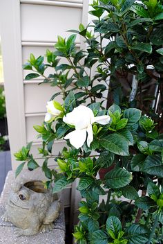 a white flower sitting on top of a rock next to a bush and potted plant