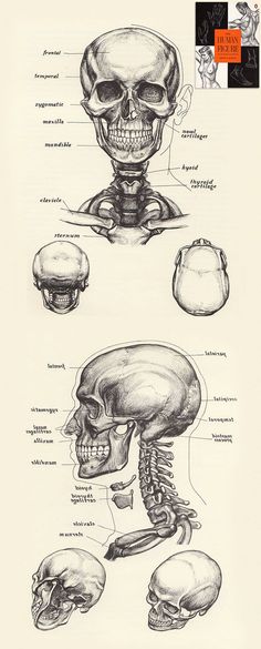 a diagram of the human skull and its parts