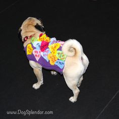 a small dog wearing a shirt with hearts on it