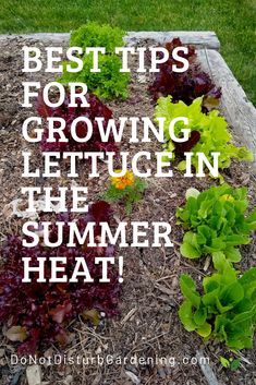 a garden bed with lettuce in it and the words best tips for growing lettuce in the summer heat