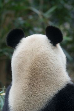 a black and white panda bear sitting on top of a lush green tree filled forest