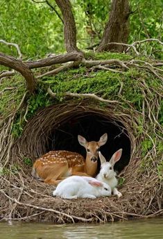 two deers are sitting in the nest next to each other on the riverbank