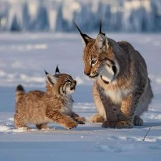 two small kittens are playing in the snow with an adult cat behind them, looking at each other