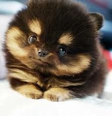 a small brown and black dog laying on top of a bed