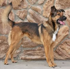 a brown and black dog standing in front of a stone wall with his tongue hanging out