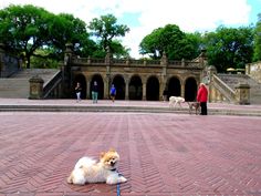 a small dog laying on the ground in front of some stairs and people walking by