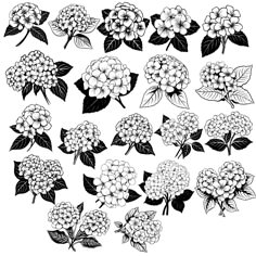 black and white hydrant flowers with leaves on the stems, set of nine drawings