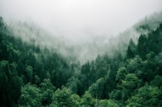 the trees are covered with thick fog in the mountains