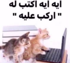 two kittens sitting on top of a keyboard in front of a computer screen with arabic writing