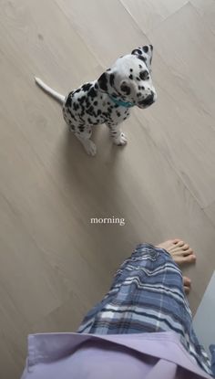 a dalmatian dog standing on top of a wooden floor next to a person