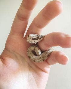 a hand holding a small snake on it's thumb, with the fingers extended out