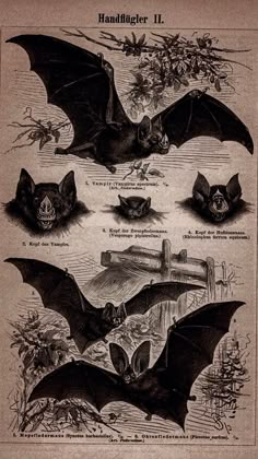 an old book with pictures of bats flying in the air and on top of each other