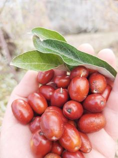 a hand holding some red berries with a green leaf