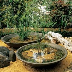 there are two bowls with plants in them on the rocks and grass growing out of it