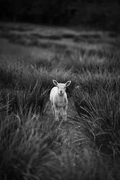 a black and white photo of a sheep standing in tall grass, looking at the camera