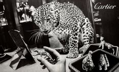 a black and white photo of a leopard on a table next to other jewelry items