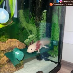 a fish in an aquarium with plants and rocks