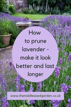 lavender flowers with the words how to prune lavender - make it look better and last longer