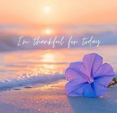 a purple flower sitting on top of a sandy beach next to the ocean with words i'm grateful for today