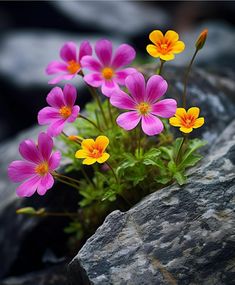 small purple and yellow flowers growing out of some rocks