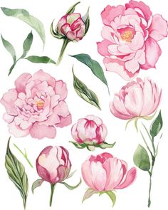 pink flowers with green leaves are shown in this watercolor painting style set on white paper