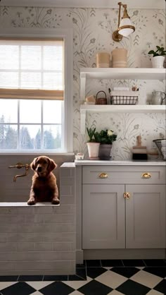 a dog sitting on the ledge of a kitchen sink