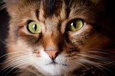 a close up of a cat with green eyes