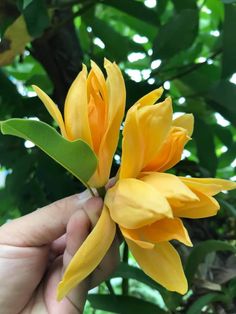 a hand holding a yellow flower in front of some green leaves on a tree branch