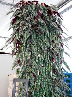 a large potted plant with lots of green leaves on it's side and hanging from the ceiling