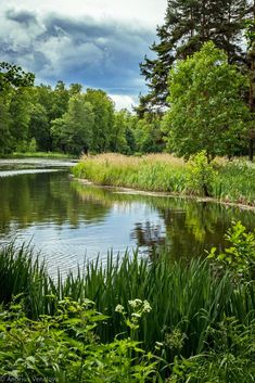 a river surrounded by tall grass and trees