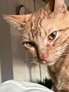 an orange tabby cat looking at the camera