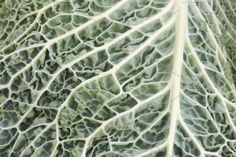 a close up view of a leafy plant with many thin white lines on it