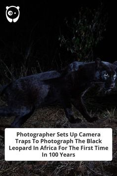 a black cat walking across a field at night with the caption'photographer sets up camera traps to photograph the black leopard in africa for the first time in 100 years