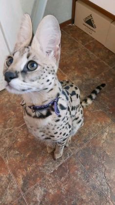 a cat sitting on the floor looking up