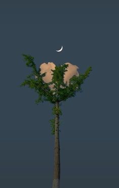 a tall tree with a half moon in the background