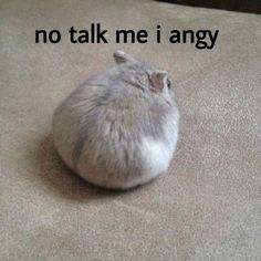 a cat that is laying down on the floor with its head in the middle of it's body