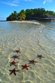 five starfish in shallow water near an island