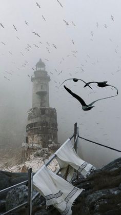 birds are flying around the lighthouse on a foggy day